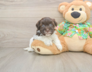 7 week old Havanese Puppy For Sale - Premier Pups