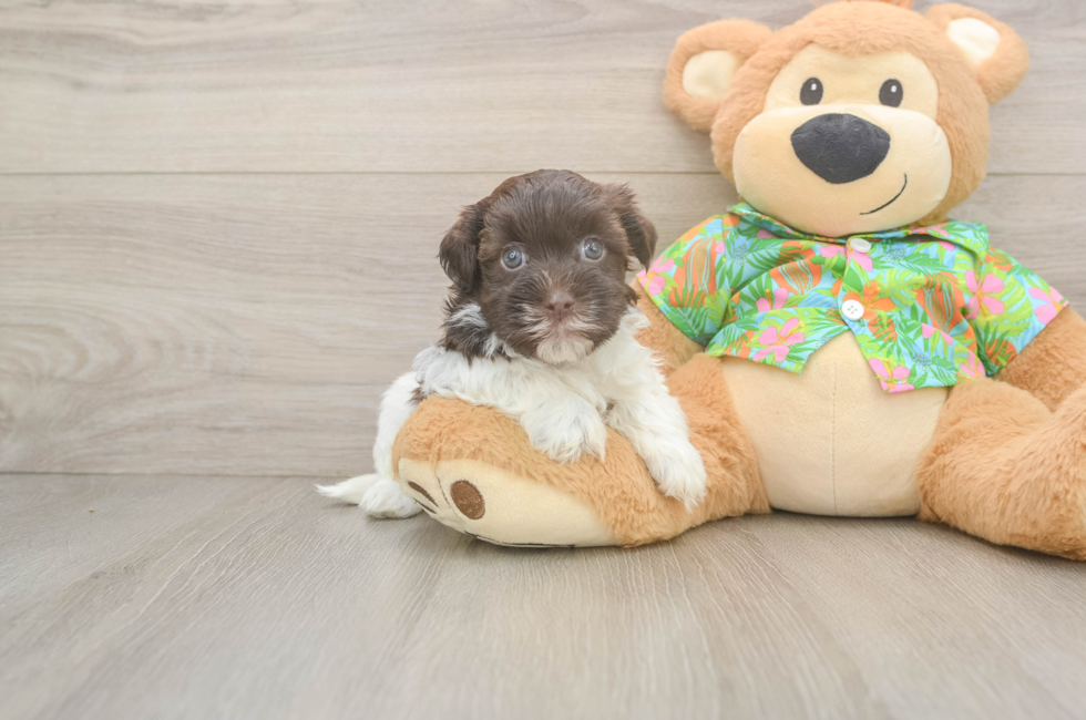 5 week old Havanese Puppy For Sale - Premier Pups