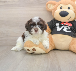 5 week old Havanese Puppy For Sale - Premier Pups