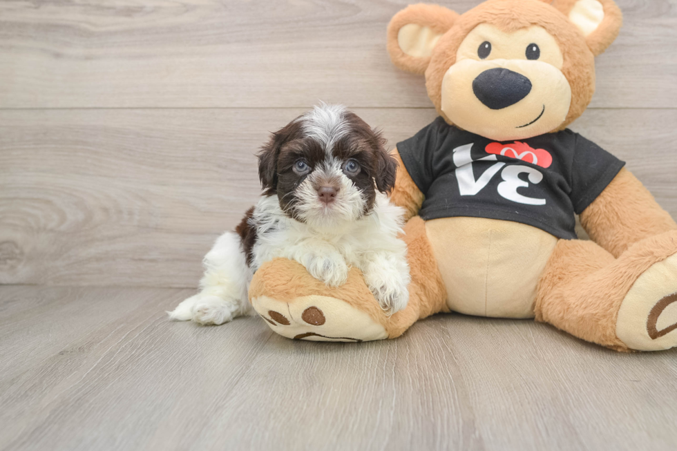Havanese Pup Being Cute
