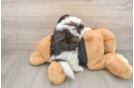 Havanese Pup Being Cute