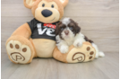 Small Havanese Purebred Pup