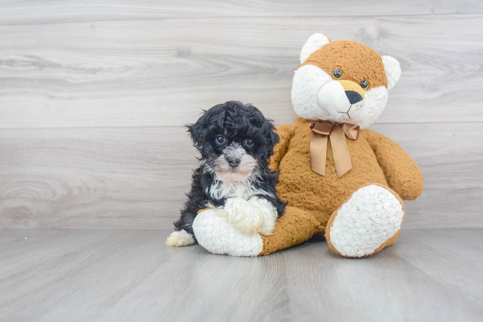 Playful Havanese Baby