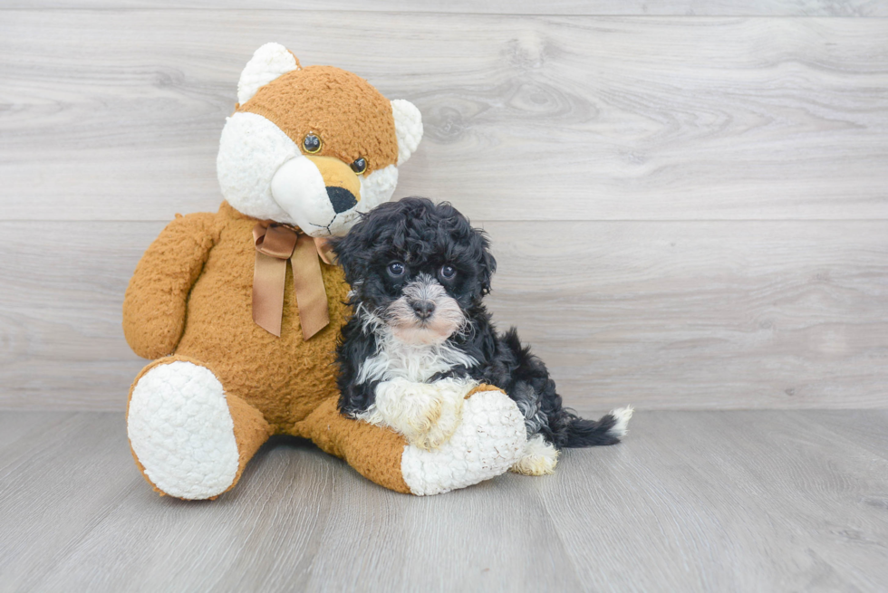 Playful Havanese Purebred Pup