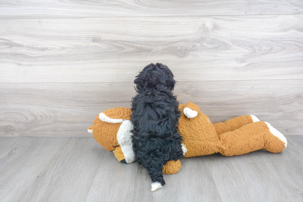 Hypoallergenic Havanese Purebred Pup