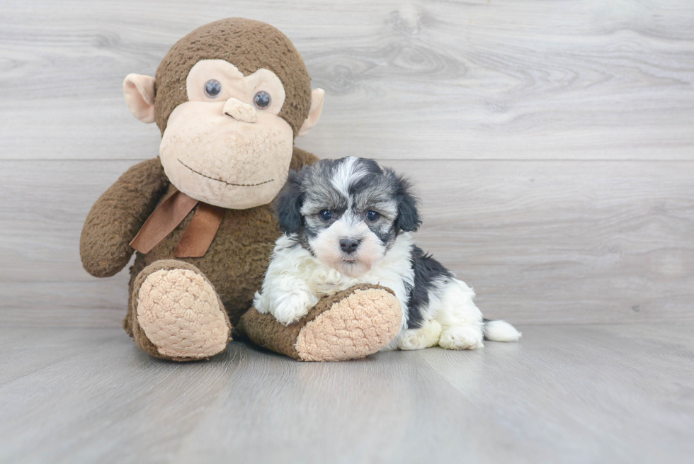 Happy Havanese Purebred Puppy