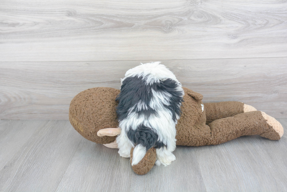 Playful Havanese Purebred Pup