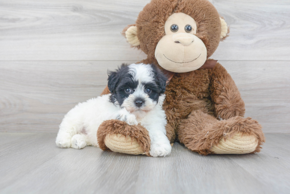 Havanese Puppy for Adoption