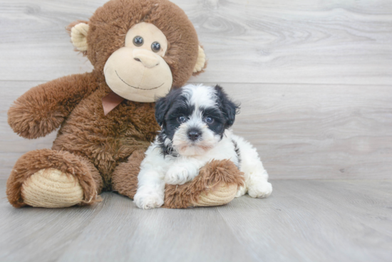 Funny Havanese Purebred Pup