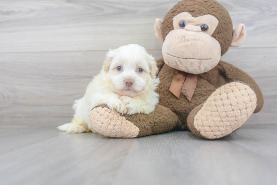 Best Havanese Baby