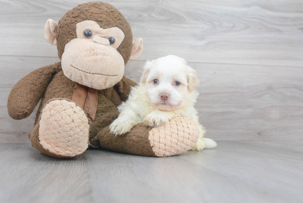 Little Havanese Baby