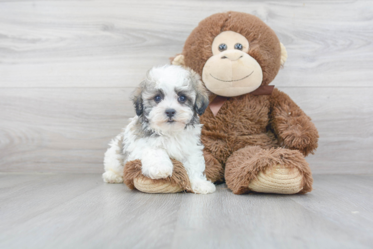 Adorable Havanese Purebred Puppy