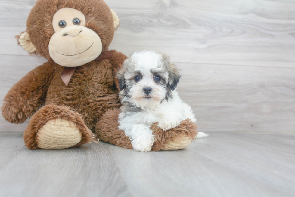 Playful Havanese Baby