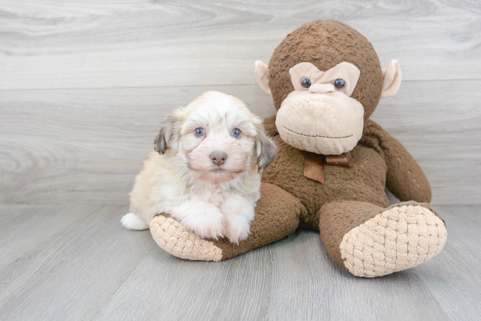 Best Havanese Baby