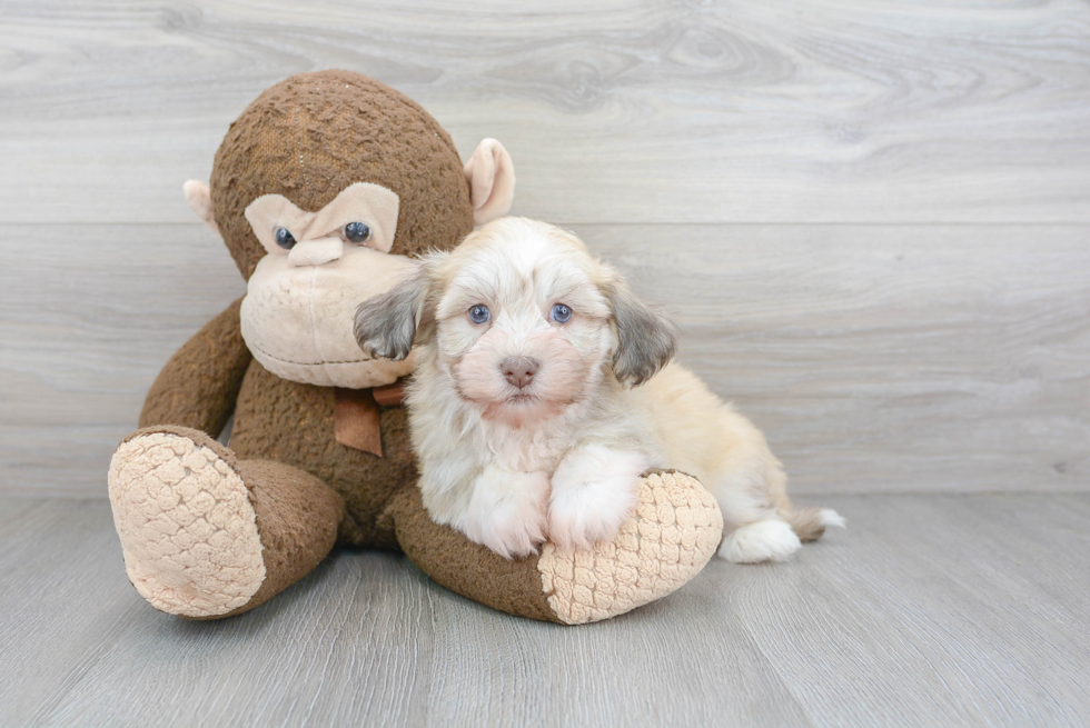 Funny Havanese Baby