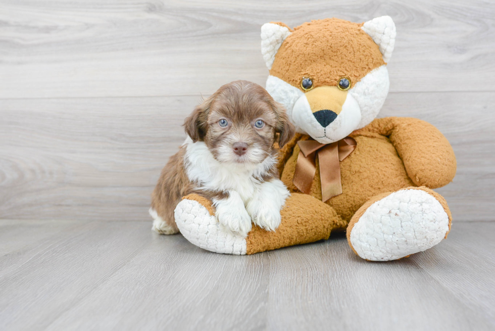 Popular Havanese Purebred Pup