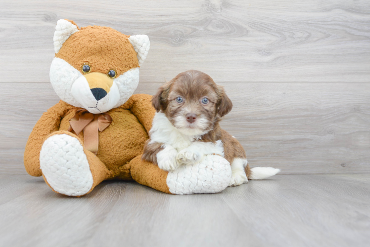 Best Havanese Baby