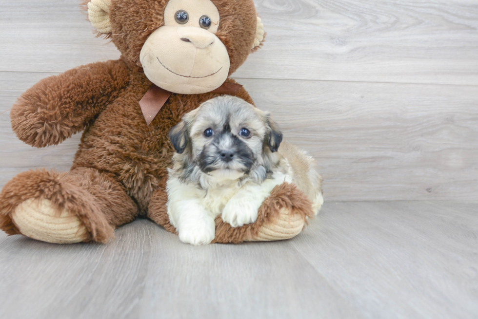 Hypoallergenic Havanese Purebred Pup