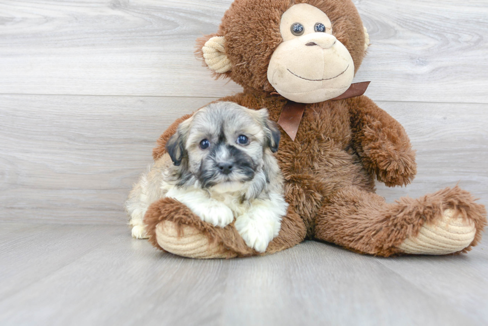 Hypoallergenic Havanese Baby