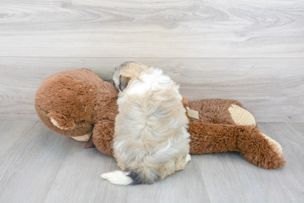 Popular Havanese Purebred Pup