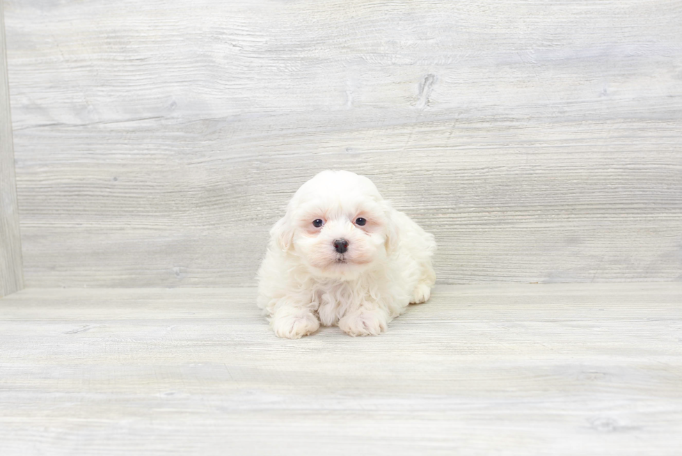 Best Havanese Baby