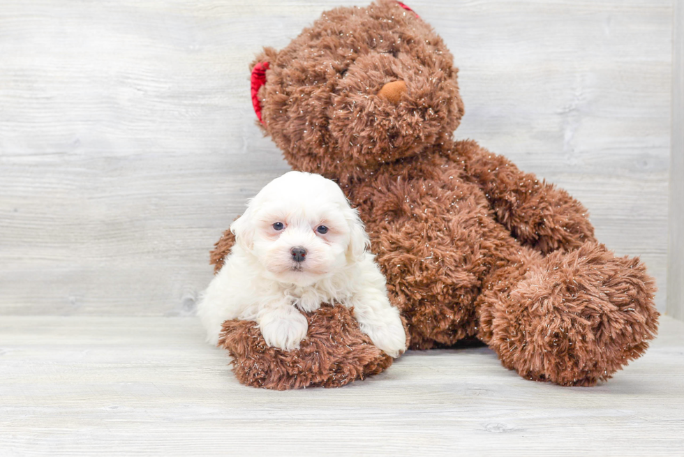 Friendly Havanese Purebred Pup