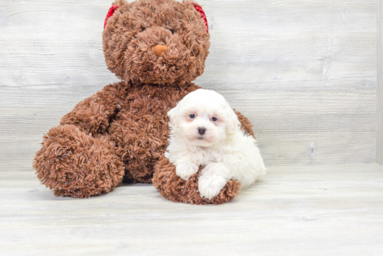 Best Havanese Baby