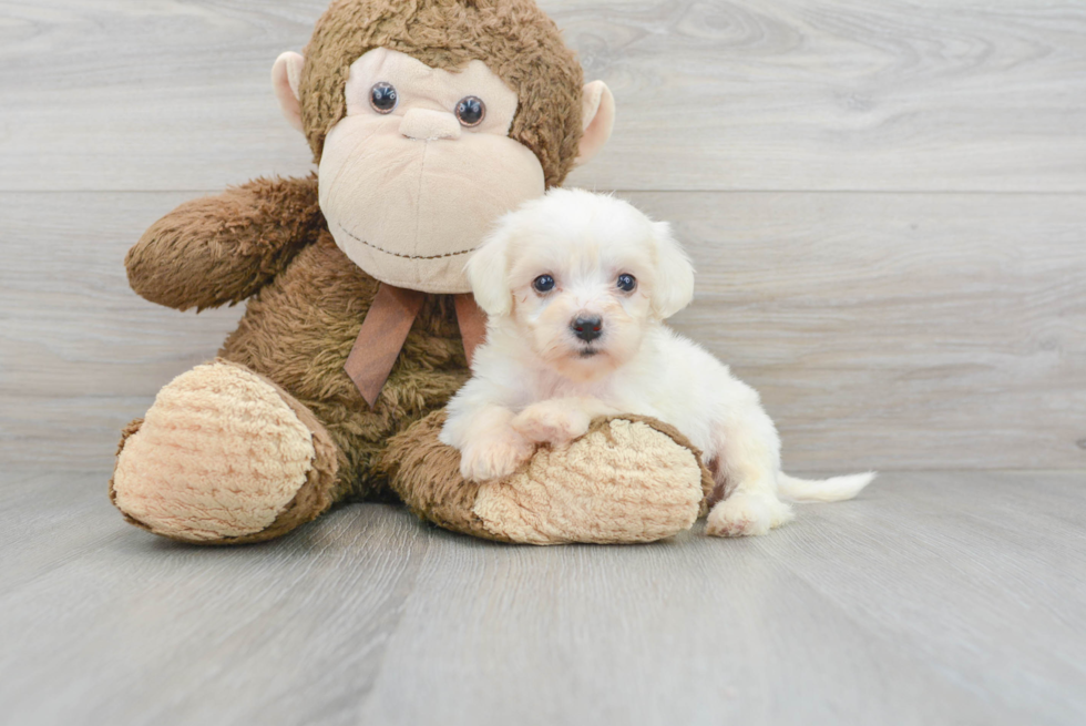 Petite Havanese Purebred Puppy