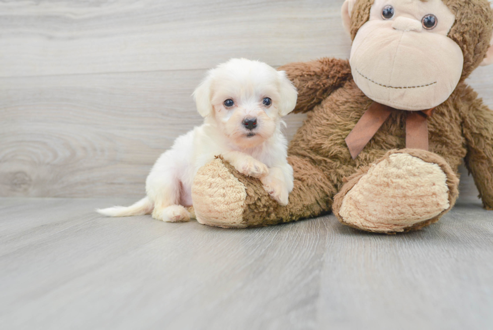 Best Havanese Baby