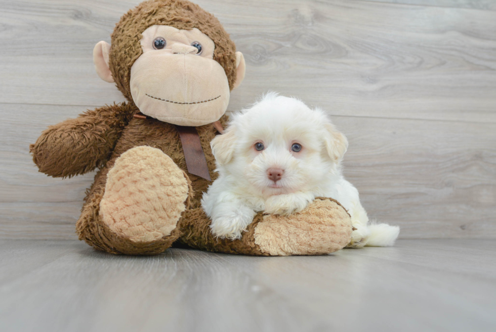 Havanese Pup Being Cute