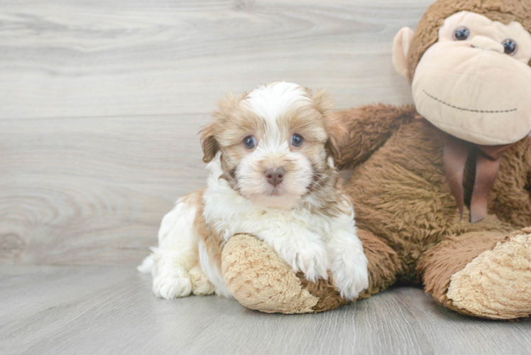 Energetic Havanese Purebred Puppy