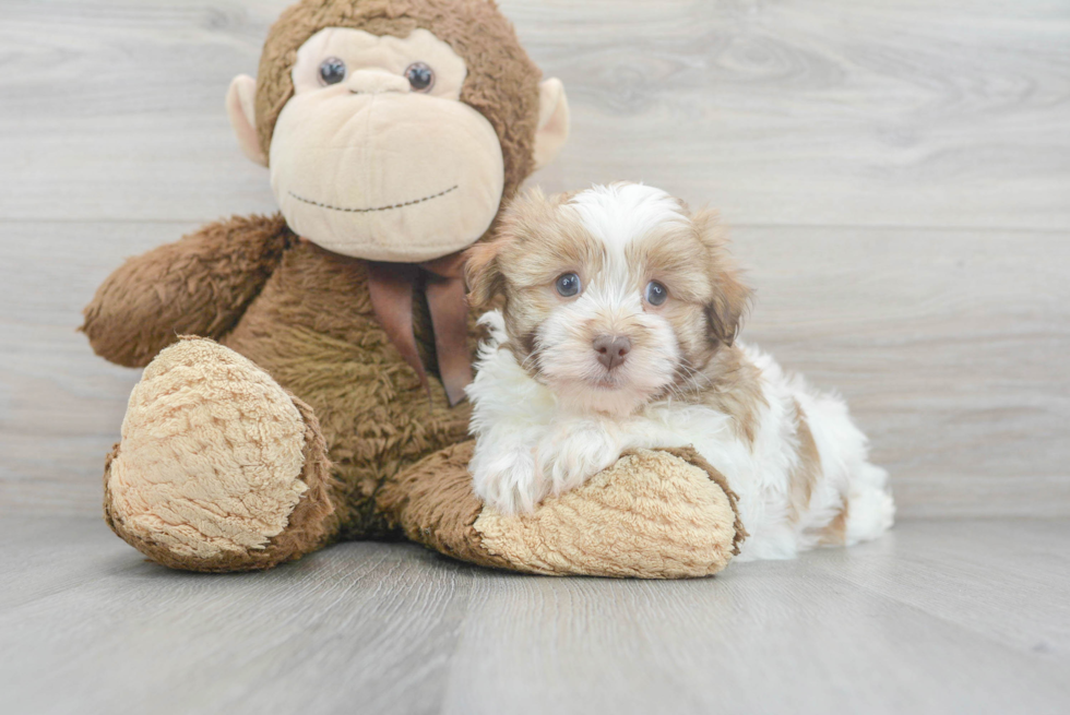 Akc Registered Havanese Purebred Pup