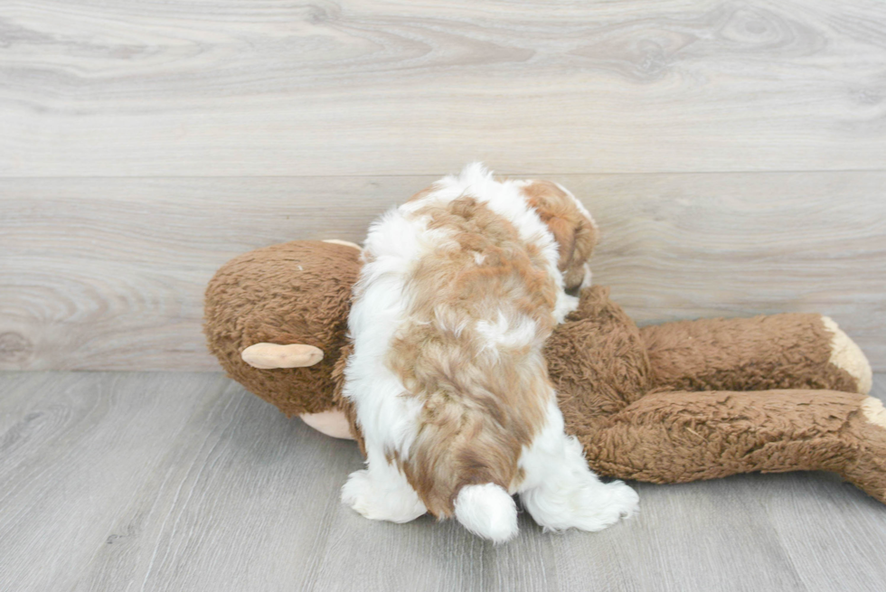 Adorable Havanese Purebred Puppy