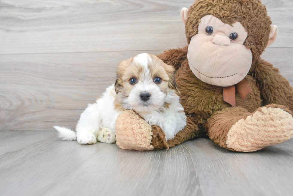 Havanese Puppy for Adoption