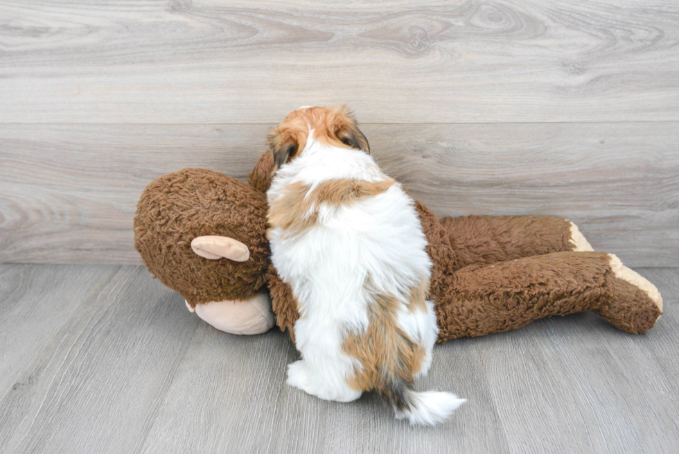 Havanese Puppy for Adoption