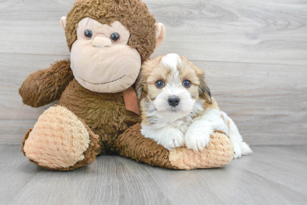 Friendly Havanese Baby