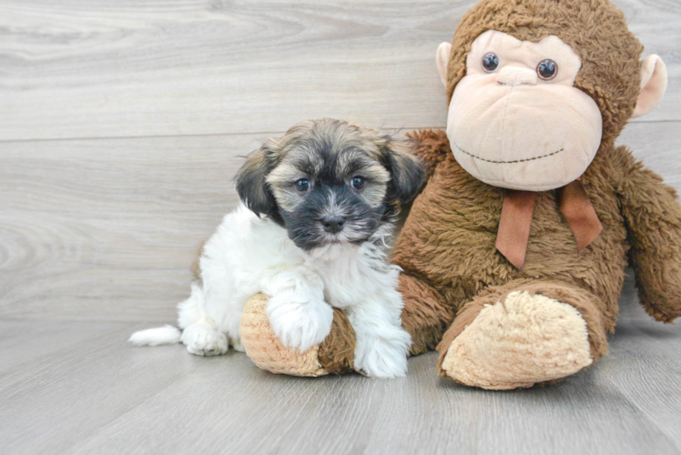 Little Havanese Purebred Pup