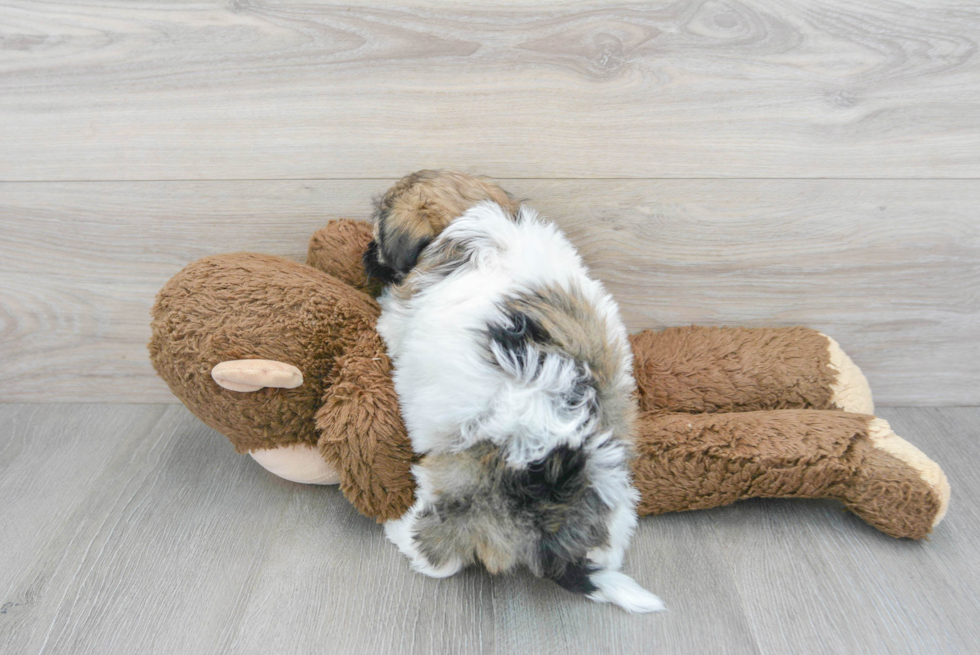 Popular Havanese Baby