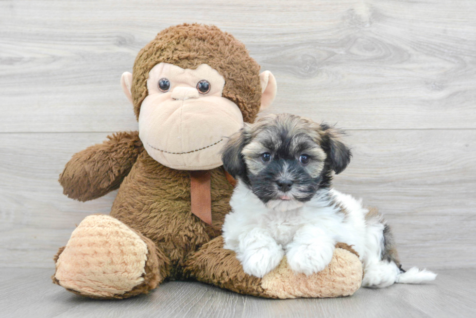 Small Havanese Purebred Pup