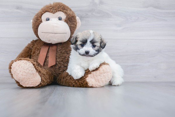 Playful Havanese Baby