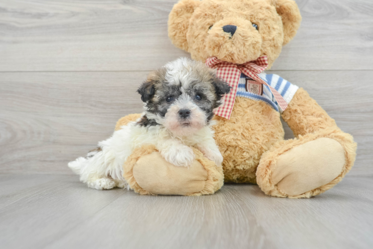 Funny Havanese Baby