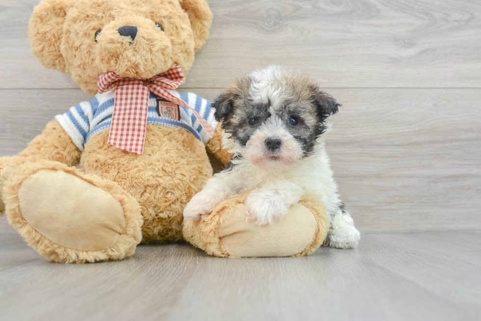 Petite Havanese Purebred Puppy