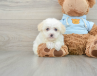 7 week old Havanese Puppy For Sale - Premier Pups