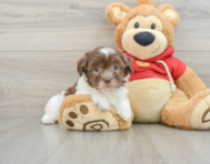 8 week old Havanese Puppy For Sale - Premier Pups