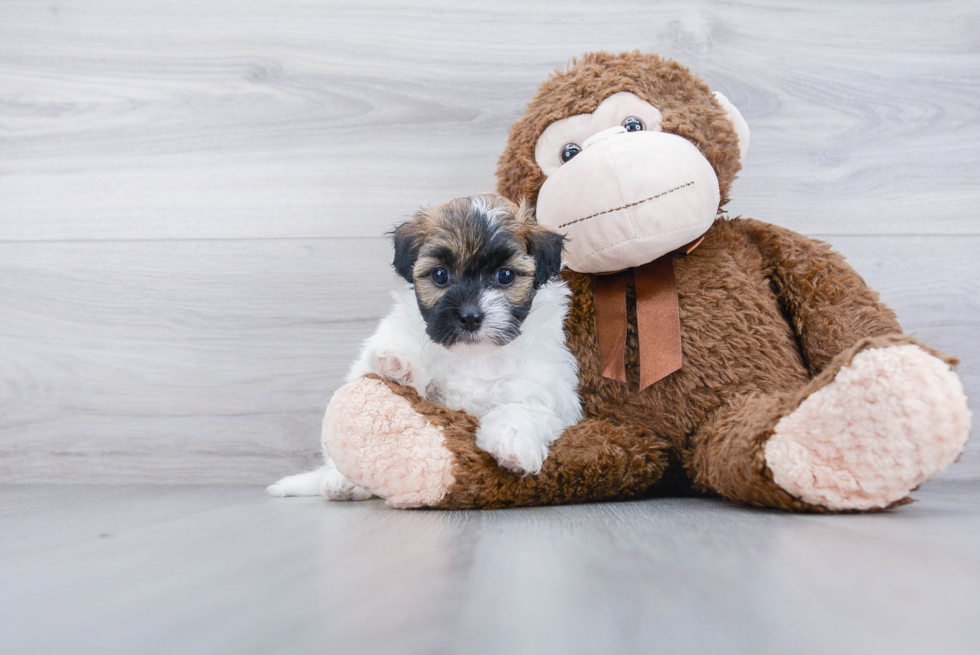 Havanese Pup Being Cute