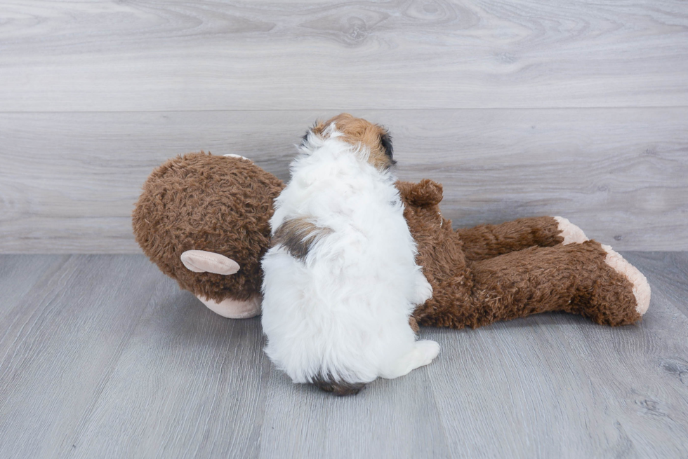 Playful Havanese Purebred Pup