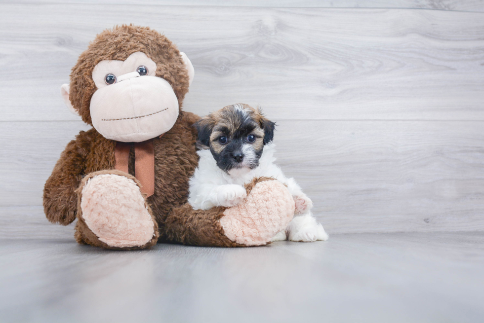 Havanese Pup Being Cute