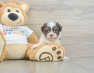 8 week old Havanese Puppy For Sale - Premier Pups
