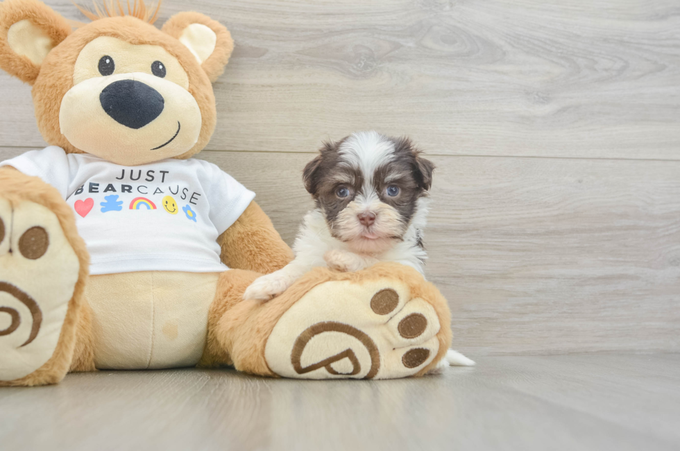 5 week old Havanese Puppy For Sale - Premier Pups