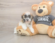 7 week old Havanese Puppy For Sale - Premier Pups